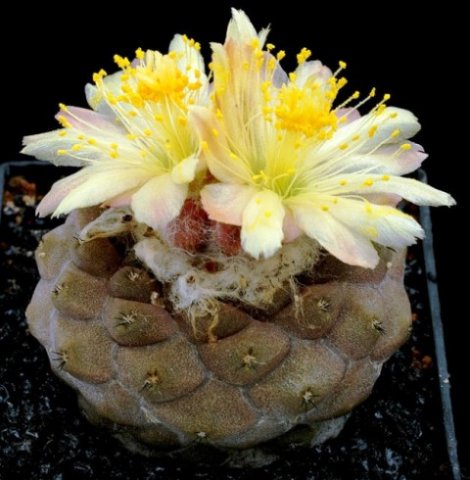 Copiapoa_barquitensis_1